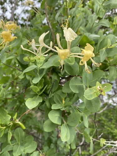 Italian woodbine (Lonicera caprifolium)