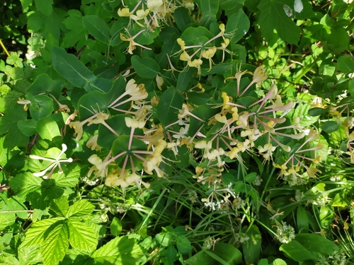 Italian woodbine (Lonicera caprifolium)