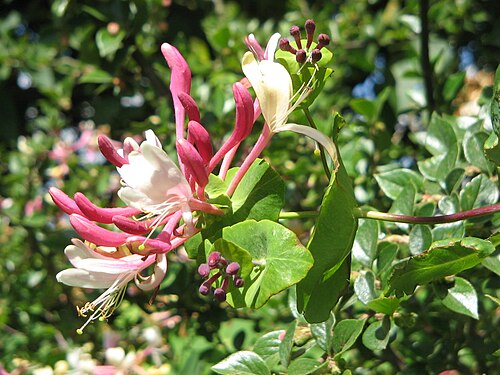 Italian woodbine: Lonicera caprifolium