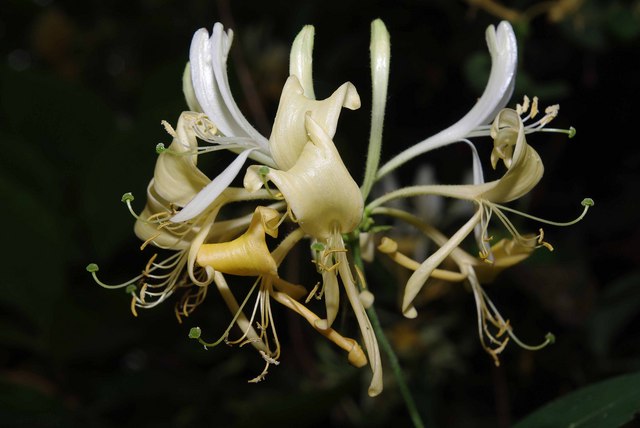 Italian woodbine: Lonicera caprifolium. Growing in 1364454 along a 1364511