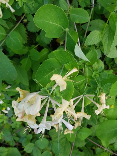 Italian woodbine (Lonicera caprifolium)