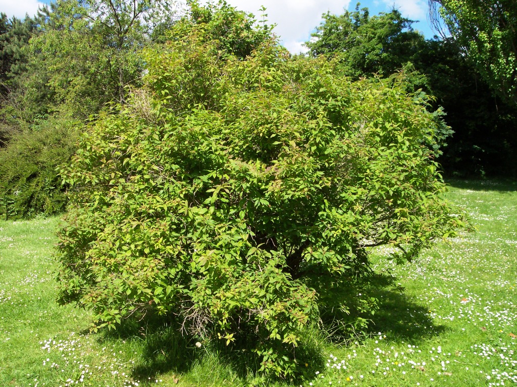 Lonicera caucasica: A photo of cultivated Lonicera orientalis taken be my in Århus , Denmark .