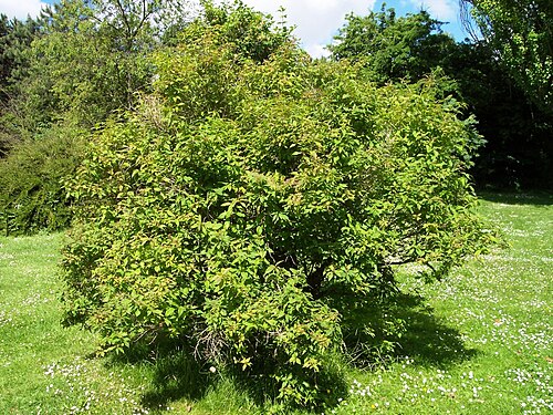 Lonicera caucasica: A photo of cultivated Lonicera orientalis taken be my in Århus , Denmark .