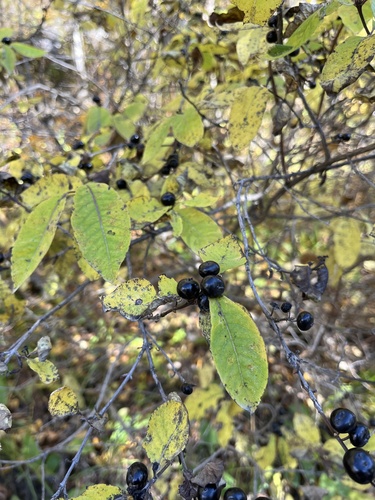 Lonicera caucasica (Lonicera caucasica)