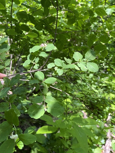 Lonicera caucasica (Lonicera caucasica)