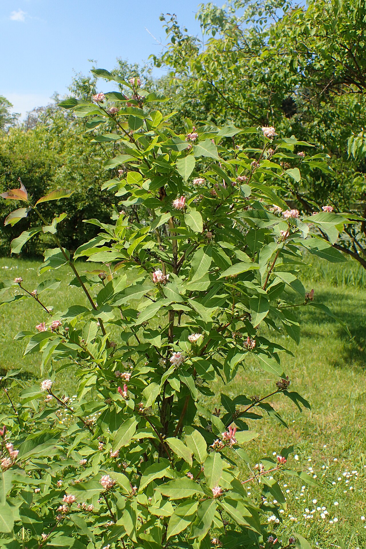 Lonicera caucasica: Lonicera caucasica in the Botanischer Garten, Berlin-Dahlem