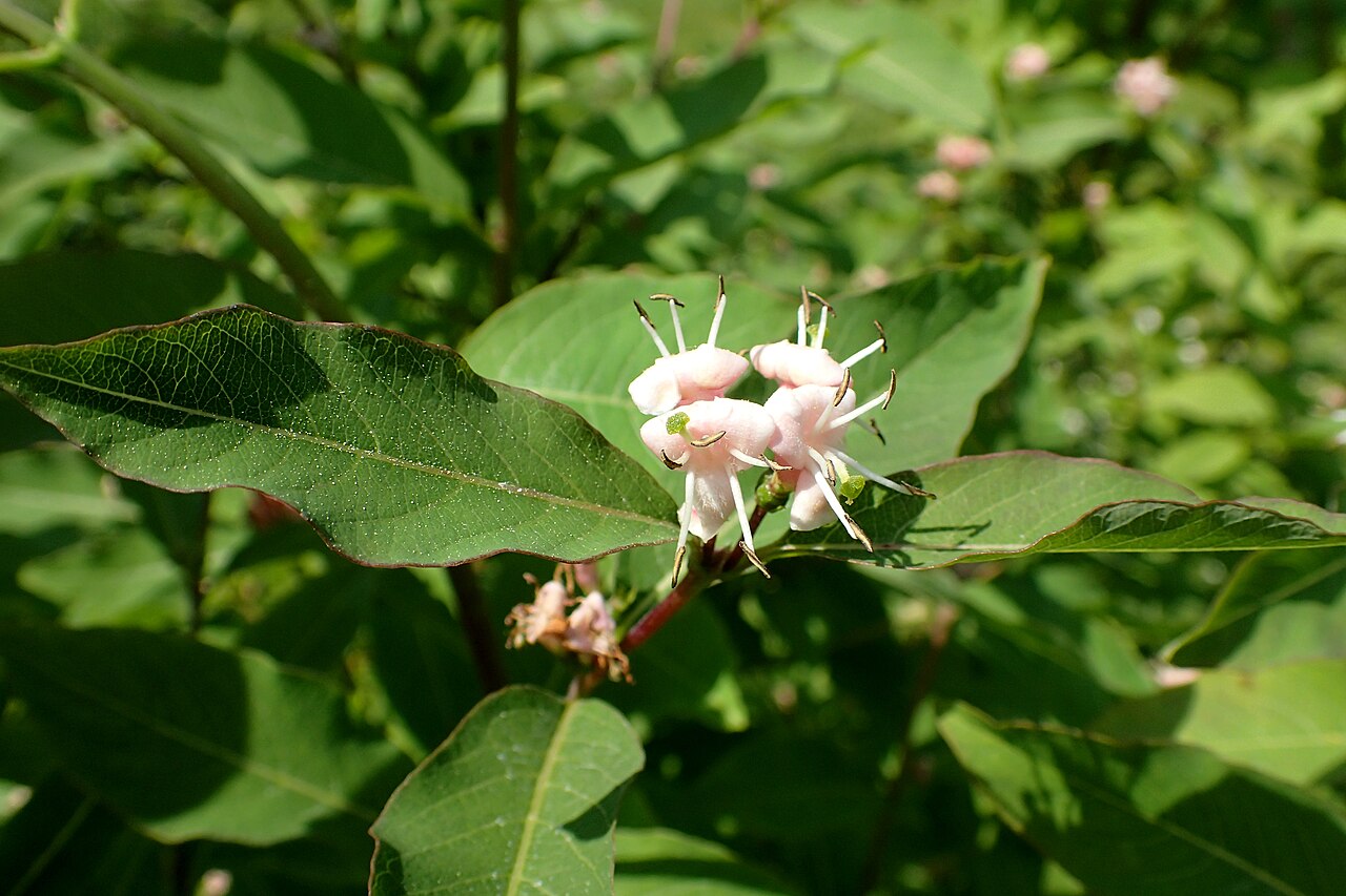 Lonicera caucasica: Lonicera caucasica in the Botanischer Garten, Berlin-Dahlem