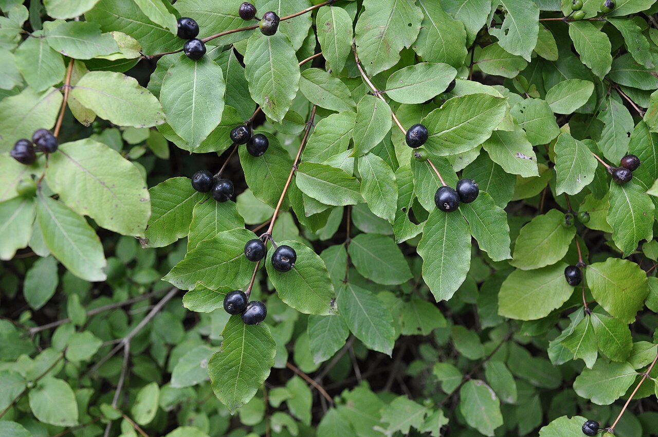 Lonicera caucasica: Taken in Skhmeri