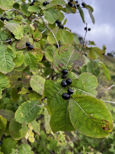 Lonicera caucasica (Lonicera caucasica)