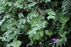 Lonicera caucasica (Lonicera caucasica)
