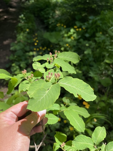 Lonicera caucasica (Lonicera caucasica)