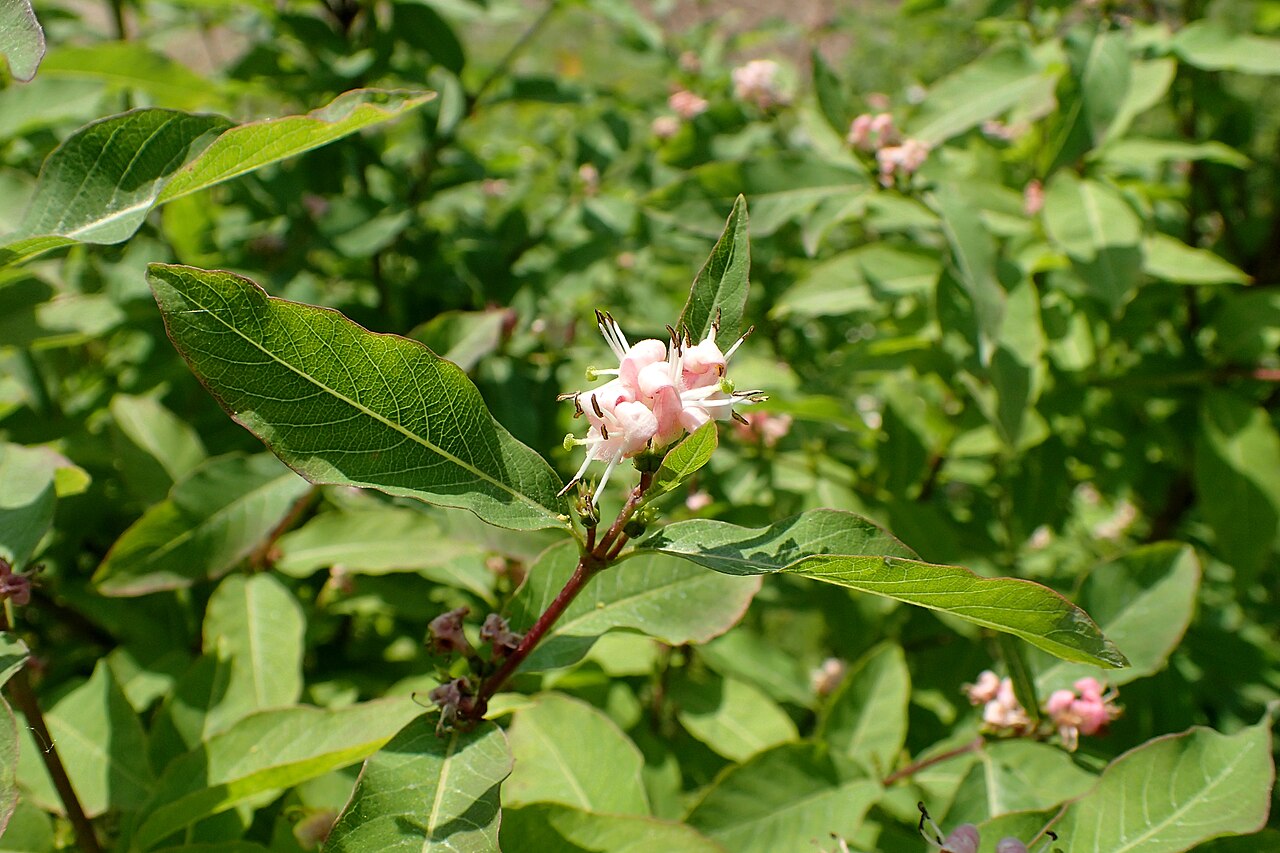 Lonicera caucasica: Lonicera caucasica in the Botanischer Garten, Berlin-Dahlem