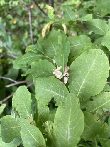 Lonicera caucasica (Lonicera caucasica)