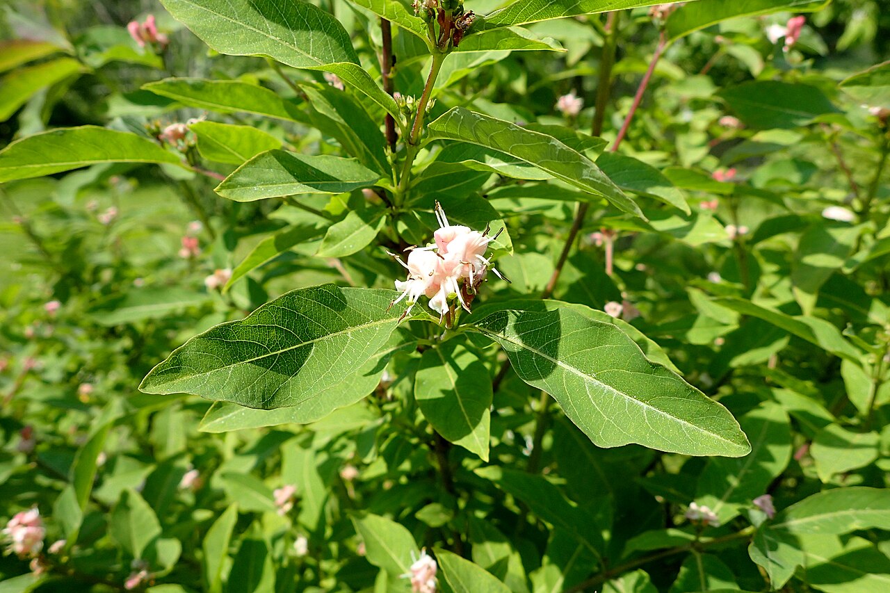 Lonicera caucasica: Lonicera caucasica in the Botanischer Garten, Berlin-Dahlem