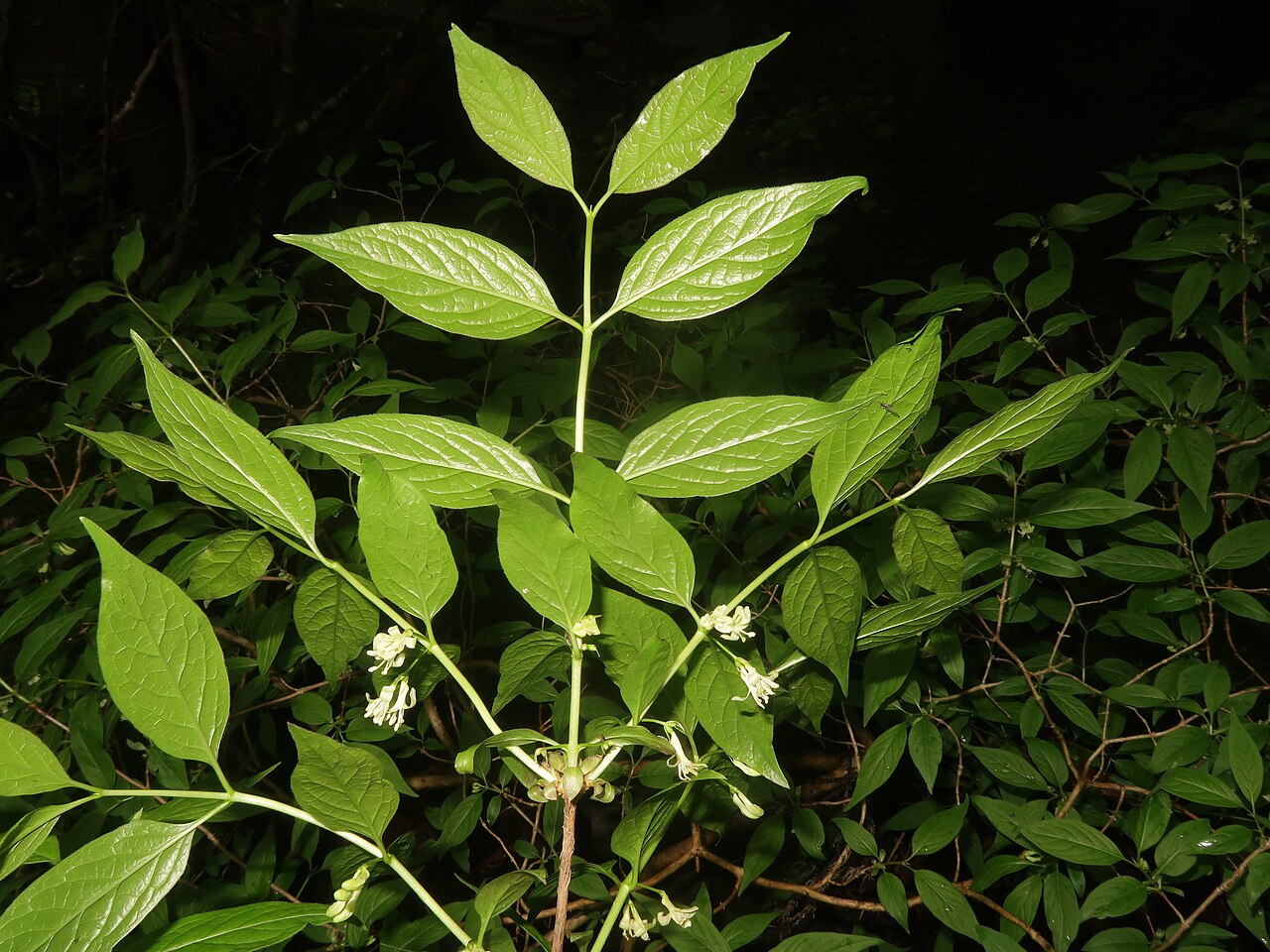 Lonicera cerasina: Lonicera cerasina , Toon city, Ehime pref., Japan