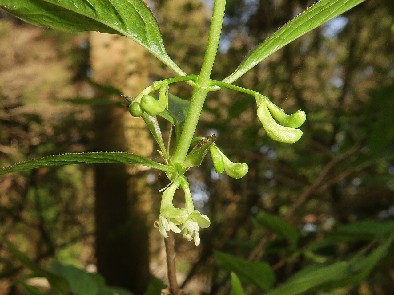 Lonicera cerasina: Lonicera cerasina , Toon city, Ehime pref., Japan