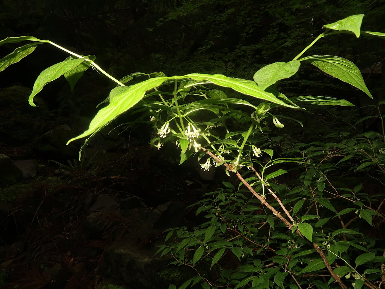 Lonicera cerasina: Lonicera cerasina , Toon city, Ehime pref., Japan