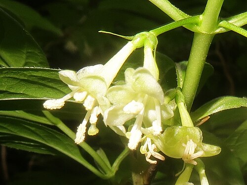 Lonicera cerasina: Lonicera cerasina , Toon city, Ehime pref., Japan