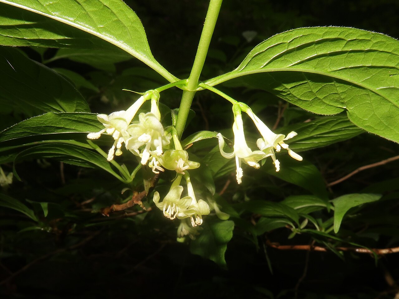 Lonicera cerasina: Lonicera cerasina , Toon city, Ehime pref., Japan