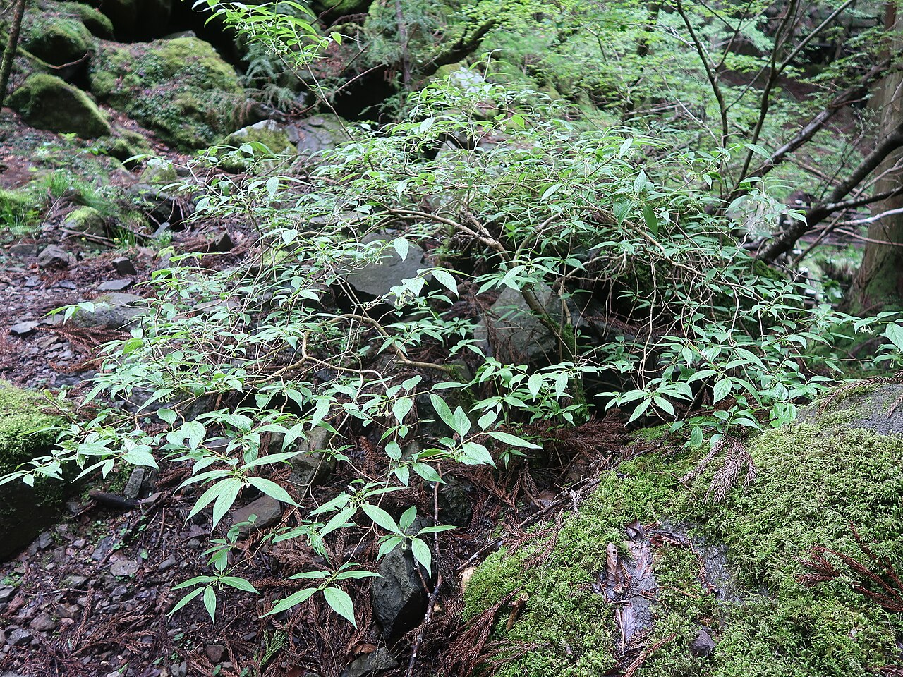 Lonicera cerasina: Lonicera cerasina , Toon city, Ehime pref., Japan