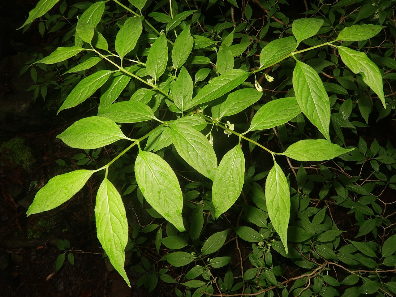 Lonicera cerasina: Lonicera cerasina , Toon city, Ehime pref., Japan