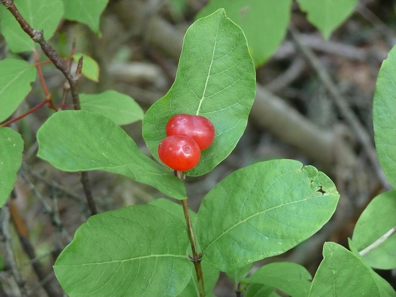 Lonicera chamissoi: Жимолость Шамиссо, плоды