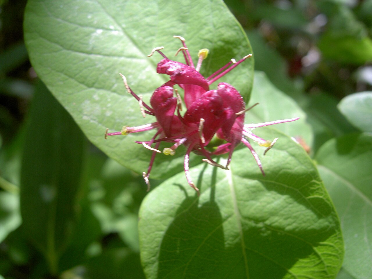 Lonicera chamissoi: Жимолость Шамиссо, соцветие