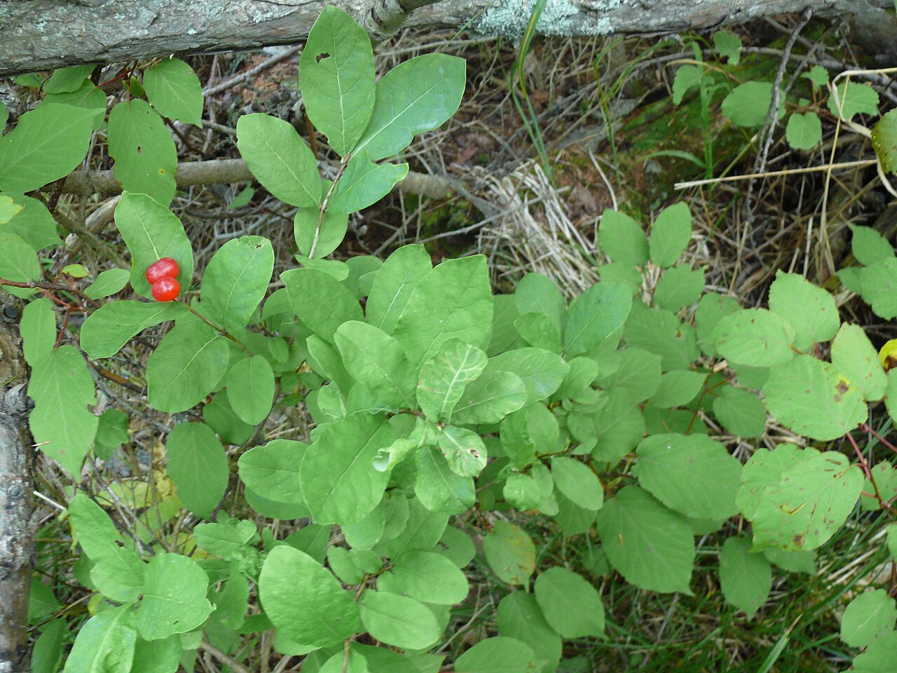 Lonicera chamissoi: Жимолость Шамиссо общий вид