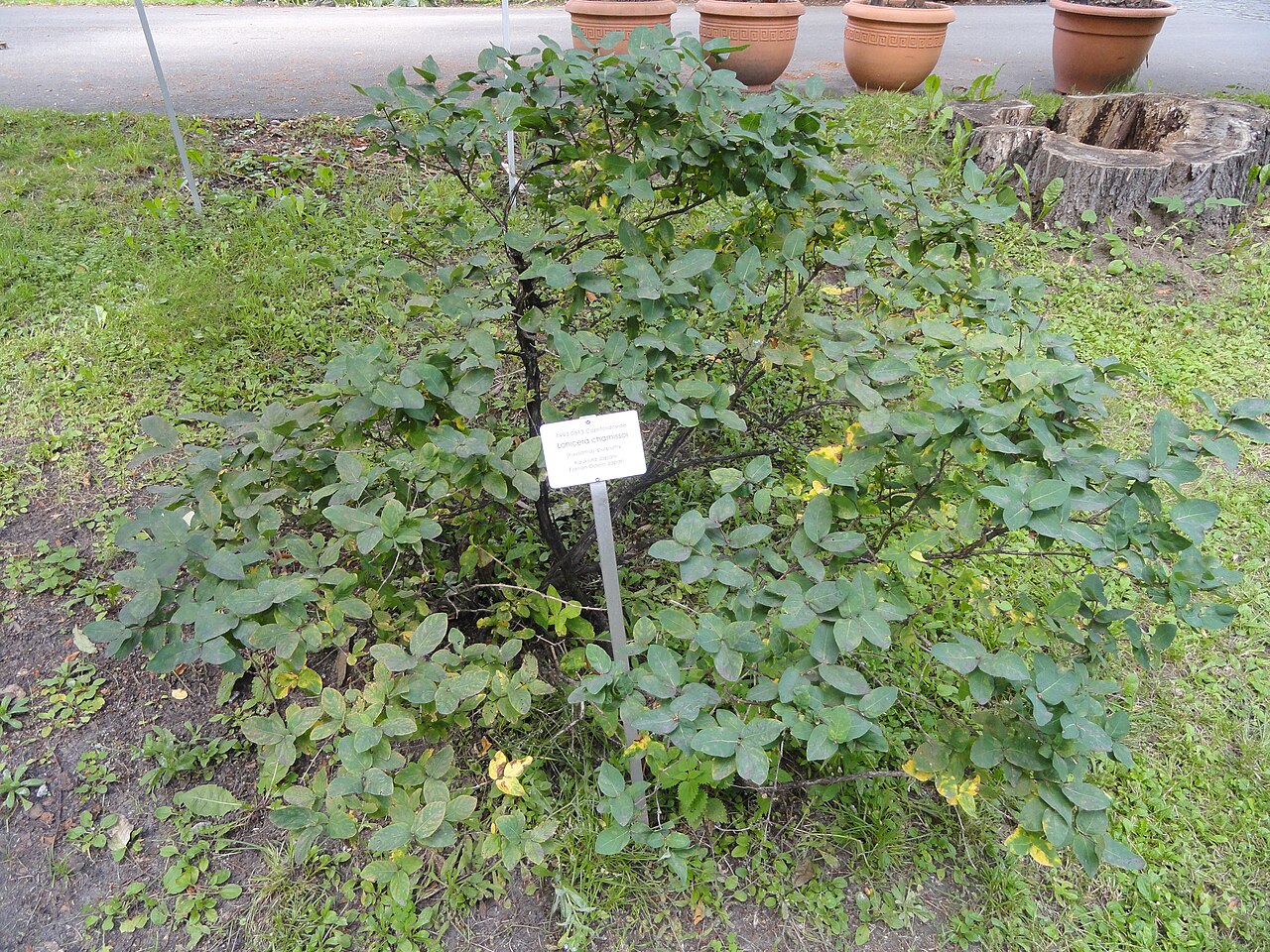 Lonicera chamissoi: Botanical specimen in the Botanical Garden in Kaisaniemi, Helsinki, Finland.