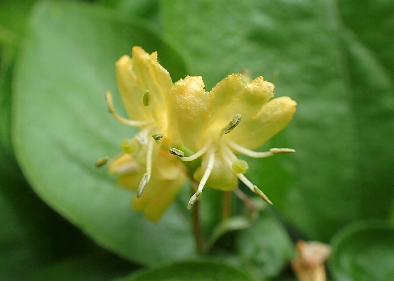 Chrysantha honeysuckle: Lonicera chrysantha in Warsaw University Botanical Garden