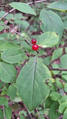 Chrysantha honeysuckle (Lonicera chrysantha)