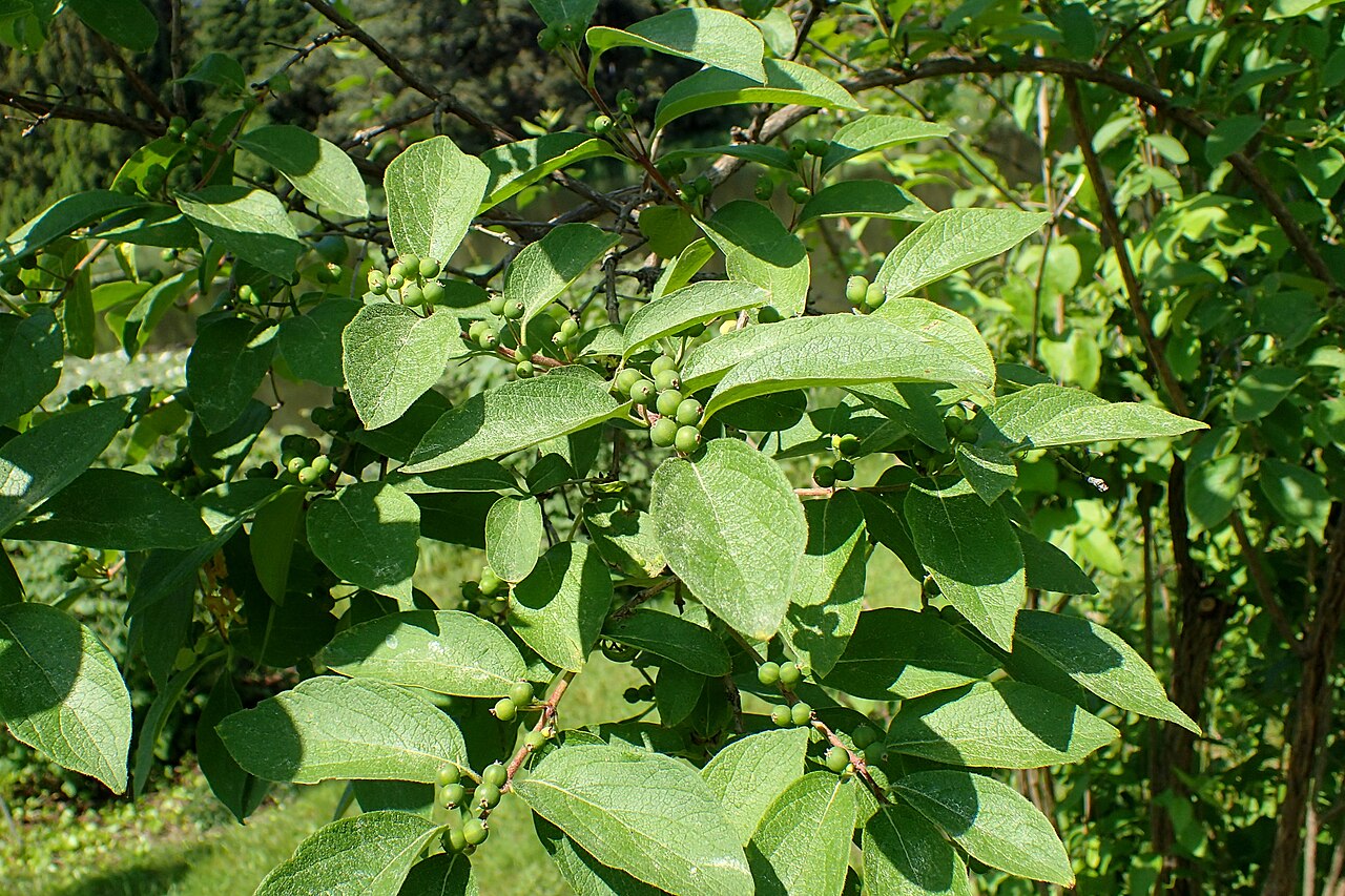 Chrysantha honeysuckle: Lonicera chrysantha in the Botanischer Garten, Berlin-Dahlem