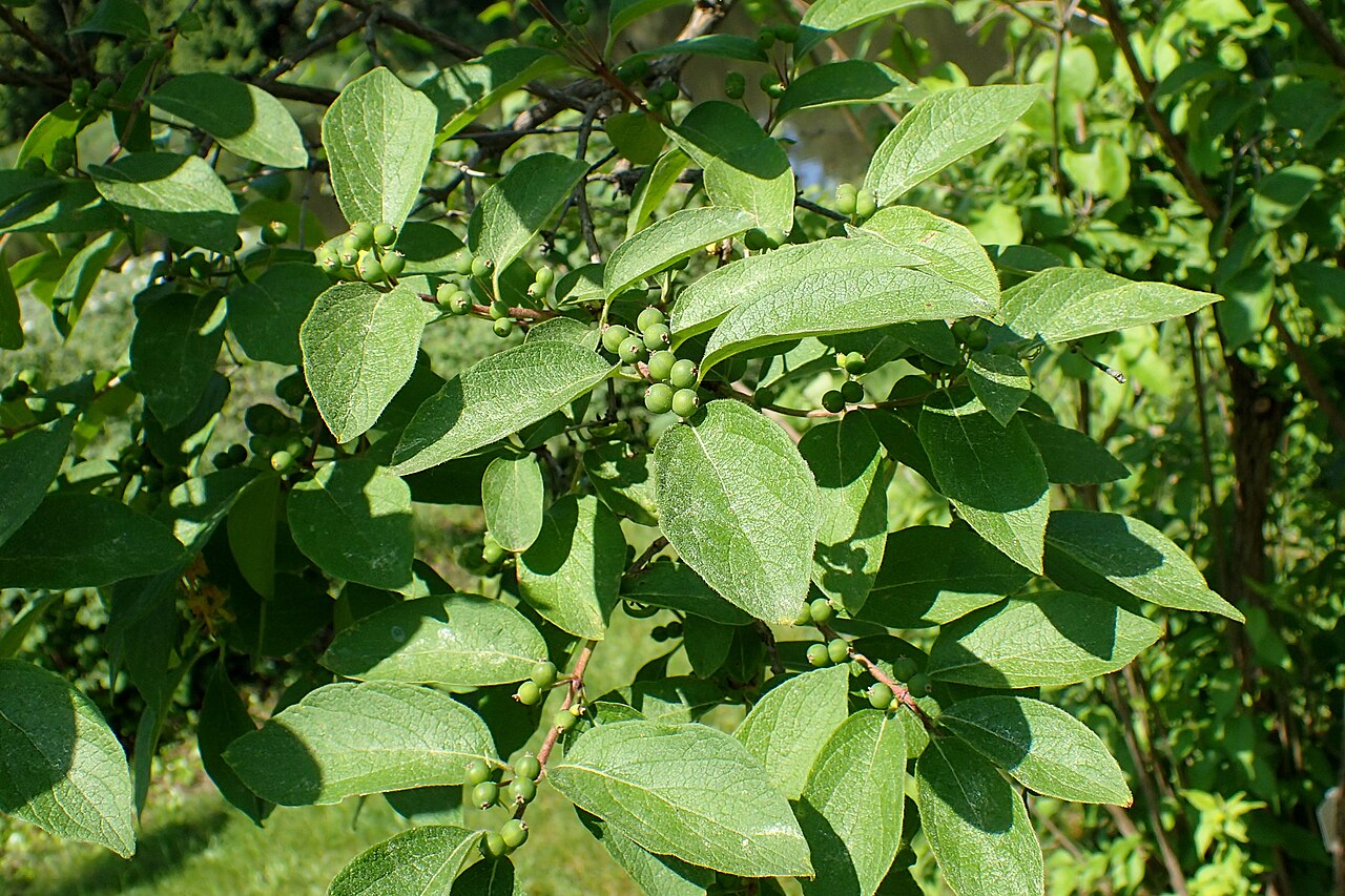 Chrysantha honeysuckle: Lonicera chrysantha in the Botanischer Garten, Berlin-Dahlem