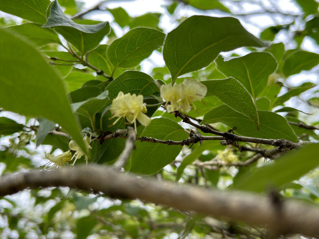Chrysantha honeysuckle (Lonicera chrysantha)