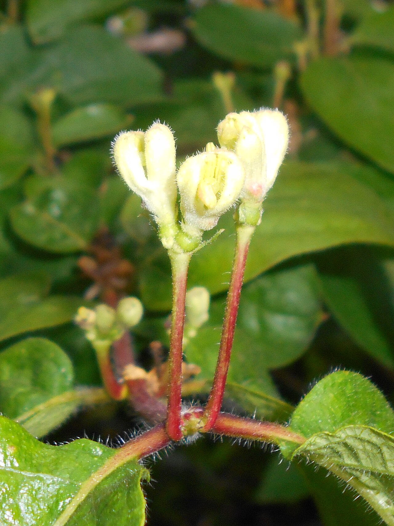Chrysantha honeysuckle: Lonicera chrysantha , Ogród Botaniczny Uniwersytetu Warszawskiego.
