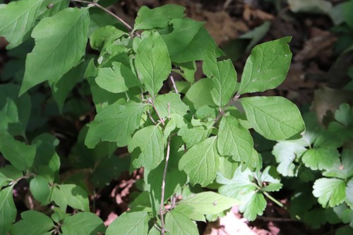 Chrysantha honeysuckle (Lonicera chrysantha)