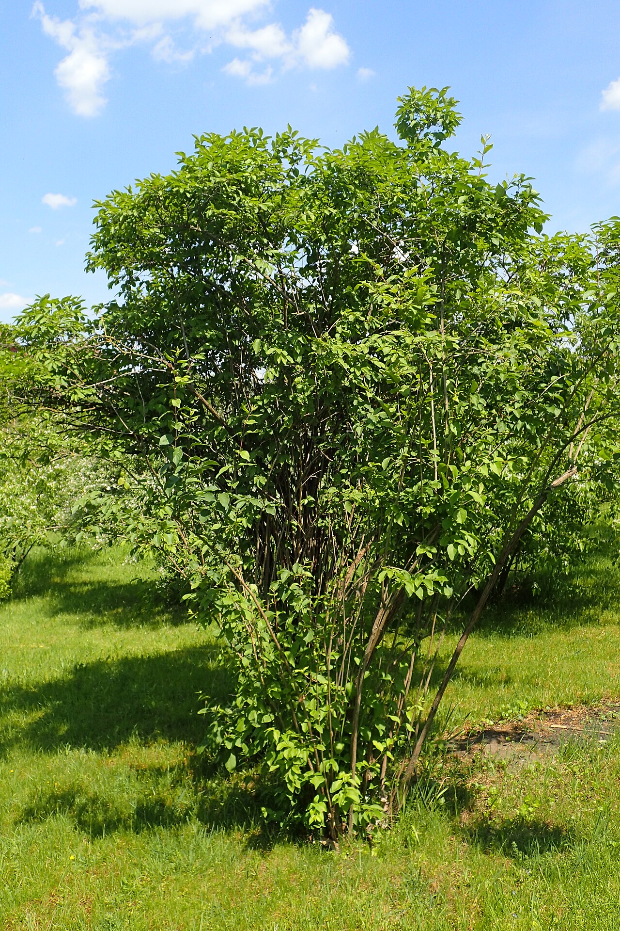 Chrysantha honeysuckle: Lonicera chrysantha in the Botanischer Garten, Berlin-Dahlem