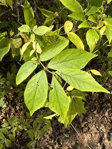 Chrysantha honeysuckle (Lonicera chrysantha)