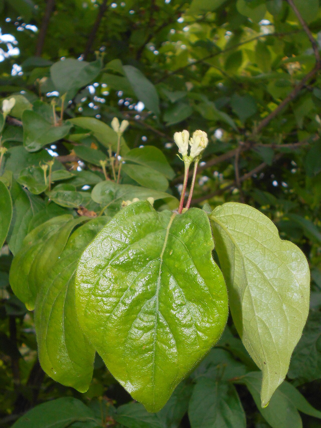 Chrysantha honeysuckle: Lonicera chrysantha , Ogród Botaniczny Uniwersytetu Warszawskiego.