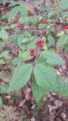 Chrysantha honeysuckle (Lonicera chrysantha)