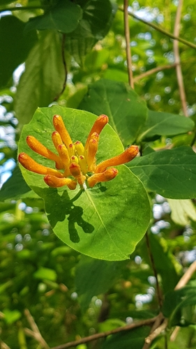 Orange honeysuckle (Lonicera ciliosa)