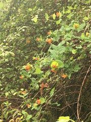 Orange honeysuckle (Lonicera ciliosa)