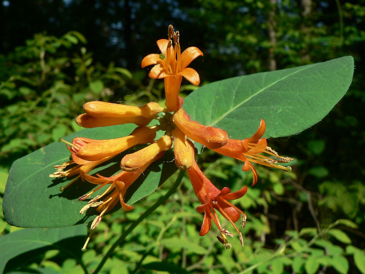 Orange honeysuckle: Orange Honeysuckle