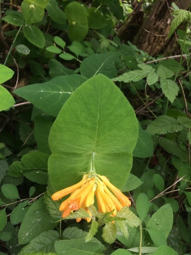 Orange honeysuckle (Lonicera ciliosa)