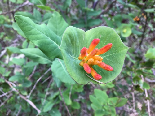 Orange honeysuckle (Lonicera ciliosa)