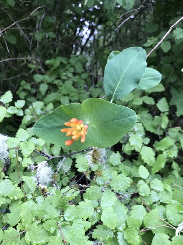 Orange honeysuckle (Lonicera ciliosa)