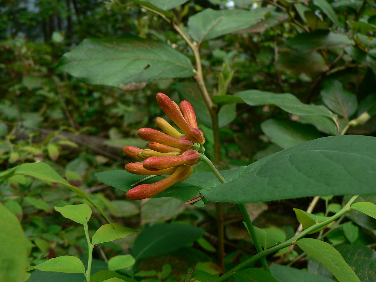 Orange honeysuckle: Orange Honeysuckle