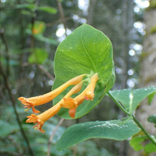 Orange honeysuckle (Lonicera ciliosa)