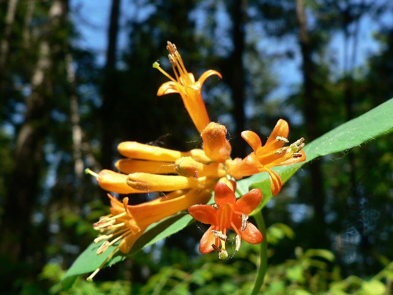 Orange honeysuckle: Orange Honeysuckle