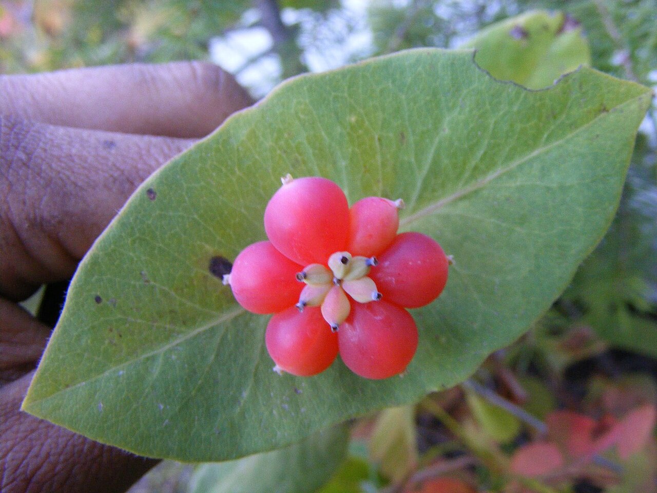 Orange honeysuckle: Fruits of Lonicera ciliosa